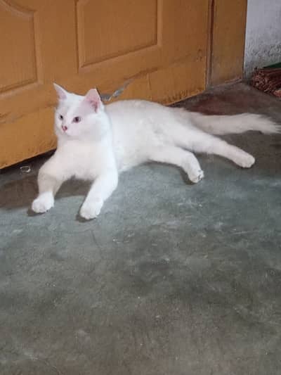 Beautiful Odd-Eyes White Turkish Angora/Persian Male Cat – Home Raise