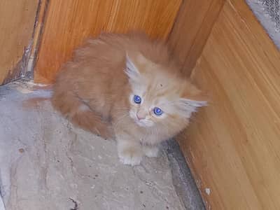 Healthy kitten  white perian