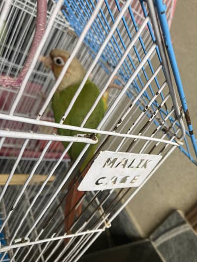 Pair sell conure