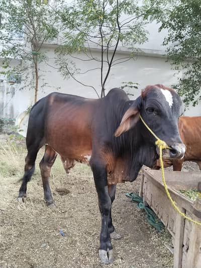 Qurbani ka  Janwar
