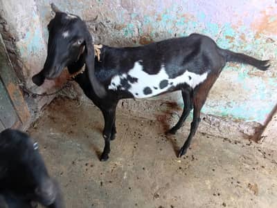 Female beetal  goat 2dant for sale