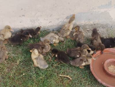 Rs 300 for each duckling and Rs 550 for a pair and duck meat.