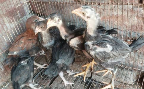 aseel chicks
