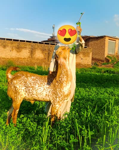 Qurbani bakra for sale