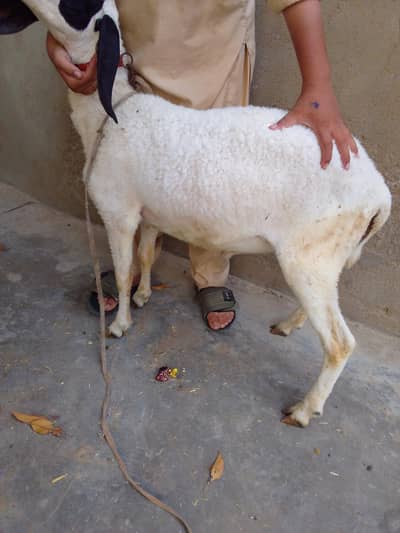 Do dant ke  dumbe hai