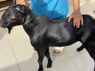 Beautiful 2 daat Bakra for sale Qurbani