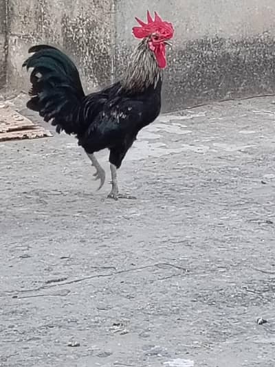 4 Anday Dene Wali Hens + 2 Healthy Roosters For Sale