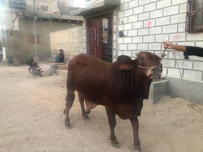janwar