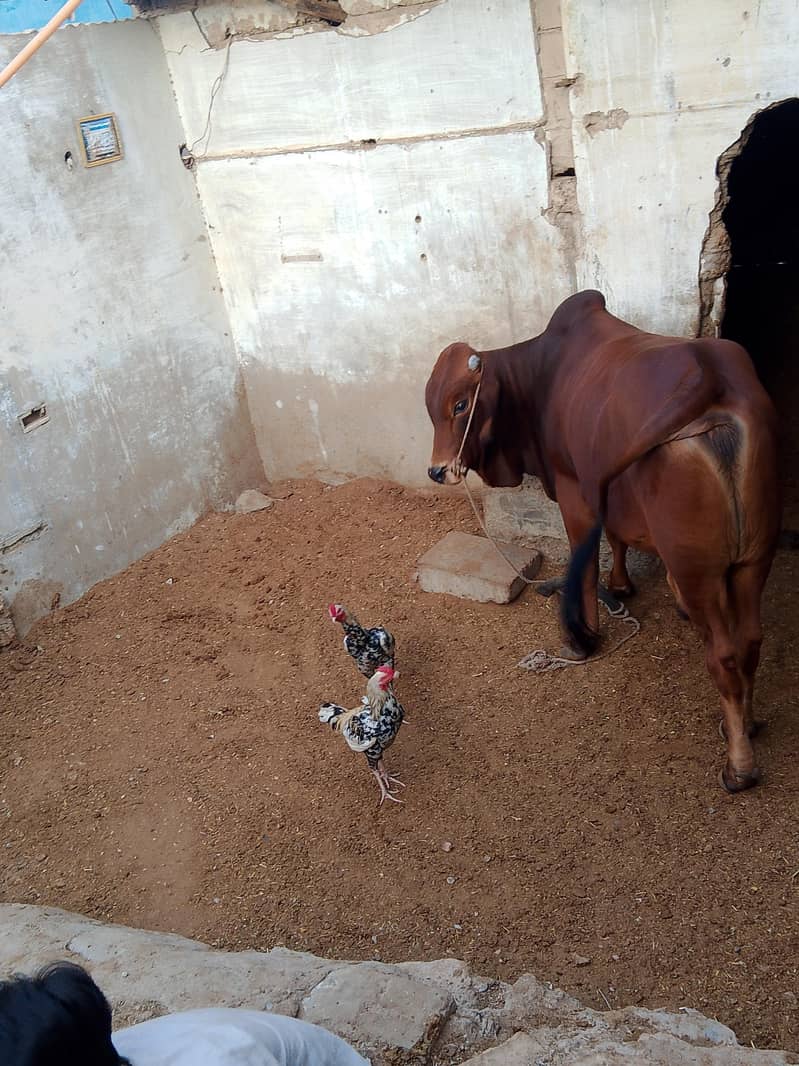 janwar 2