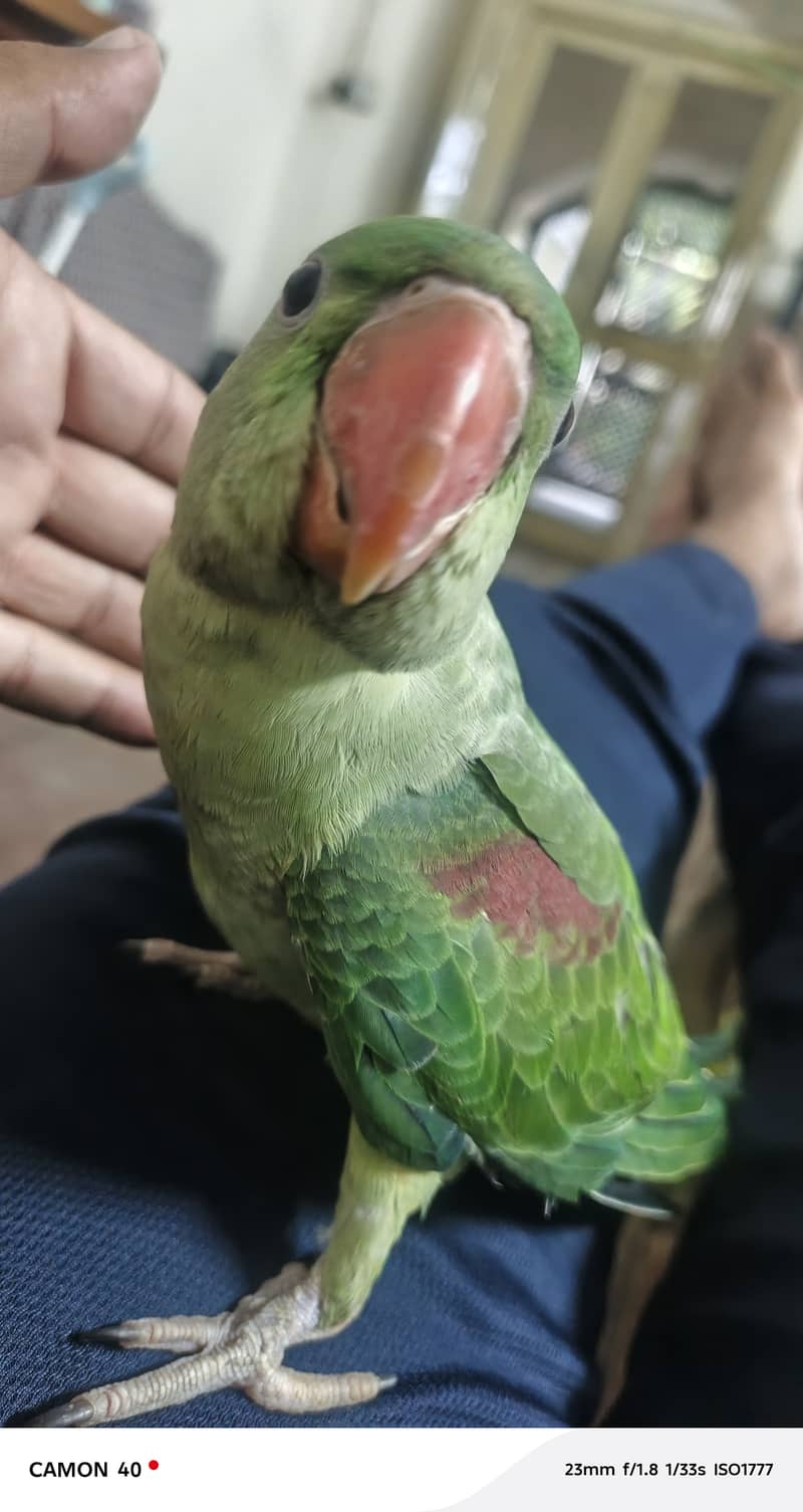 Raw chick 2