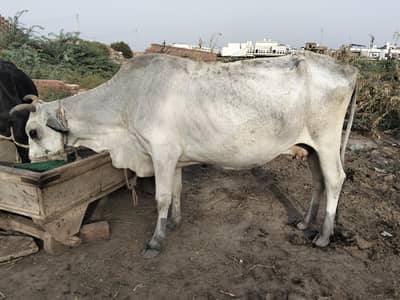 qurbani Cow