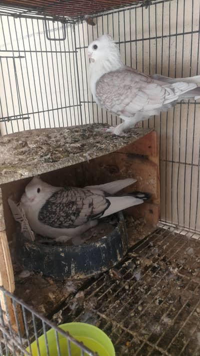 breeder pair for sale Fsd samundari road