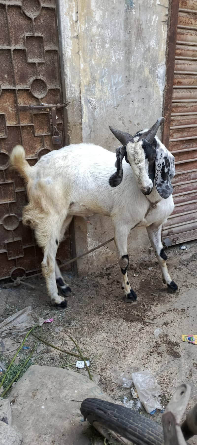 Andu bakra 0
