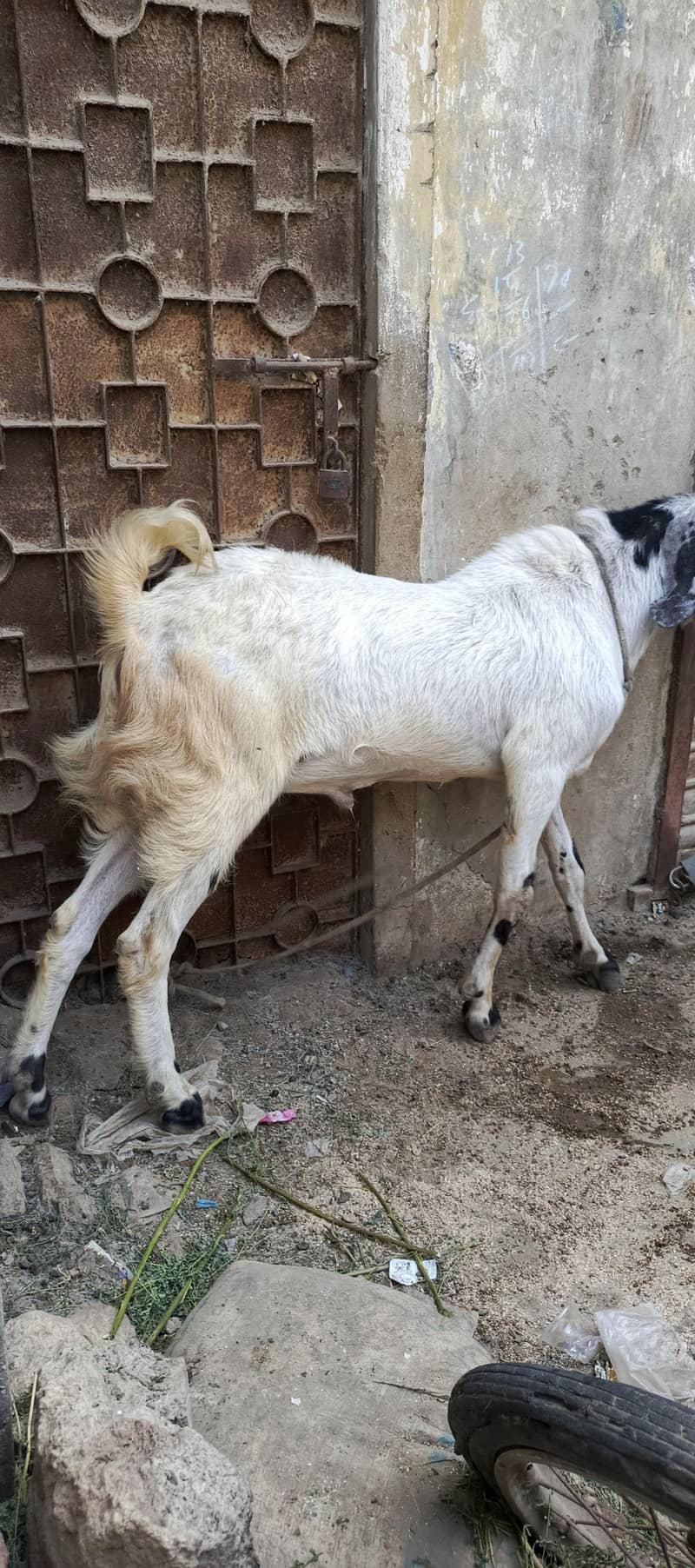 Andu bakra 1