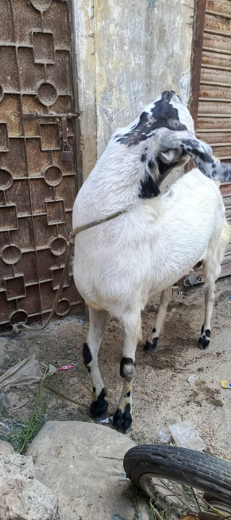 Andu bakra 2
