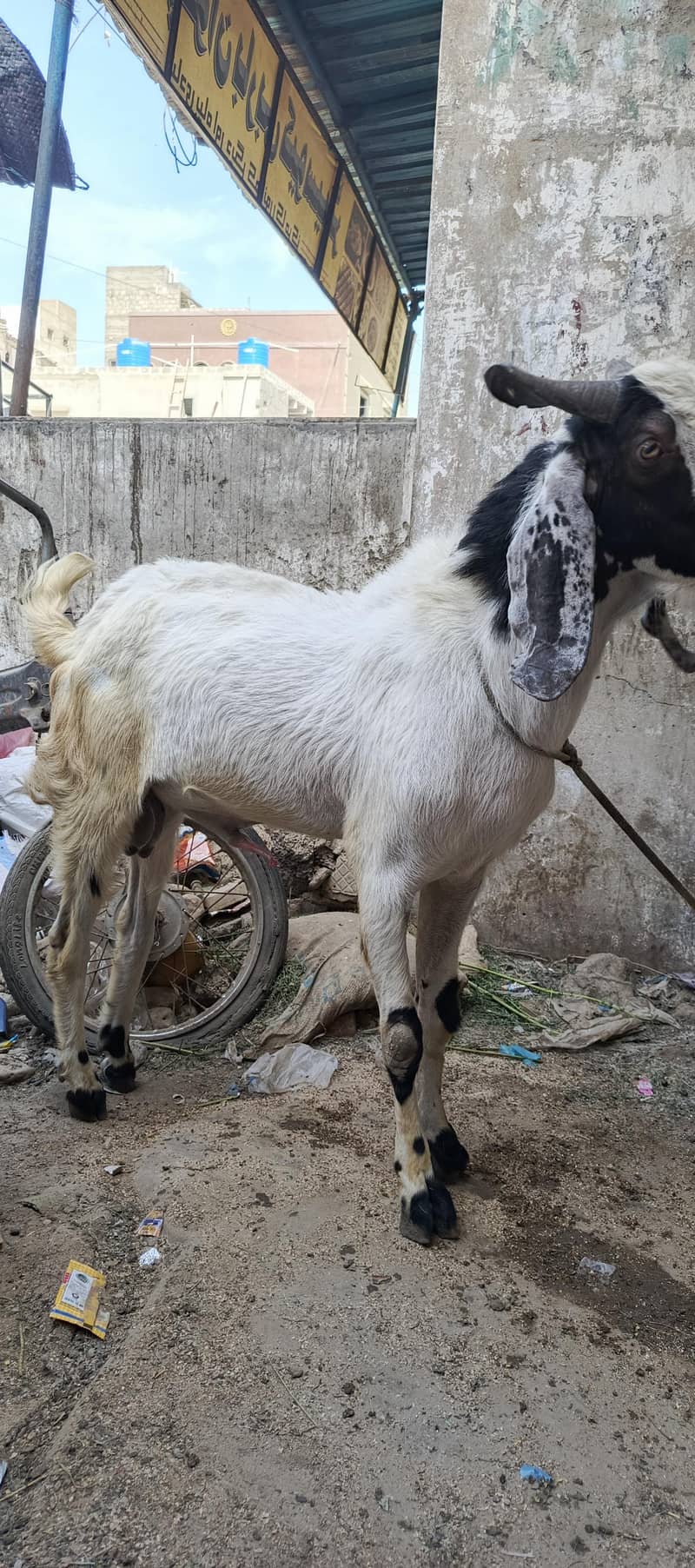 Andu bakra 3