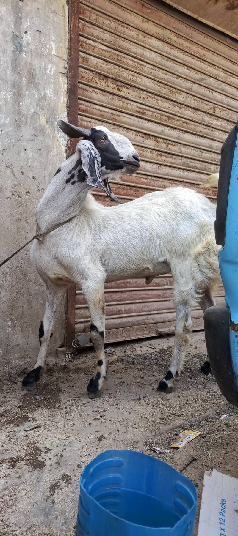 Andu bakra 4