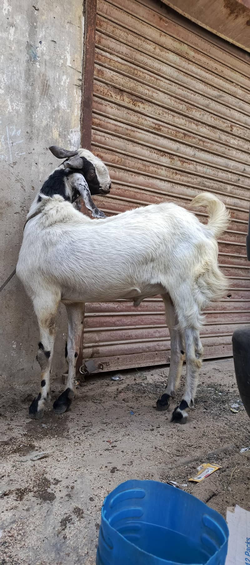 Andu bakra 5