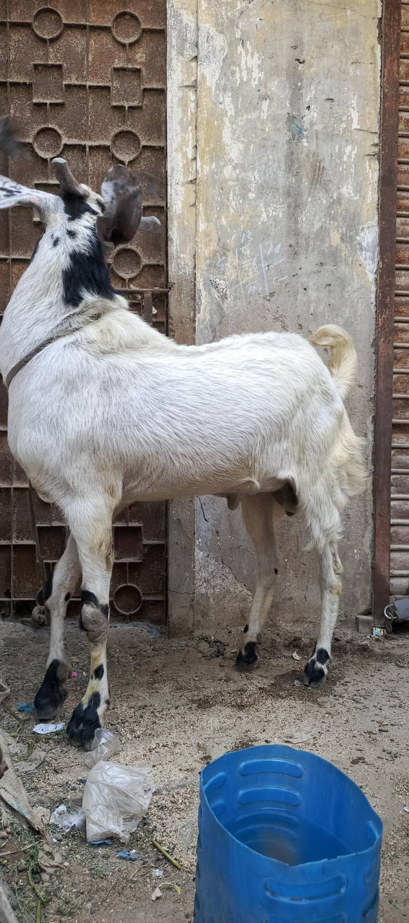 Andu bakra 6
