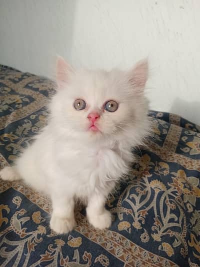 pure persian tripple coated kittens
