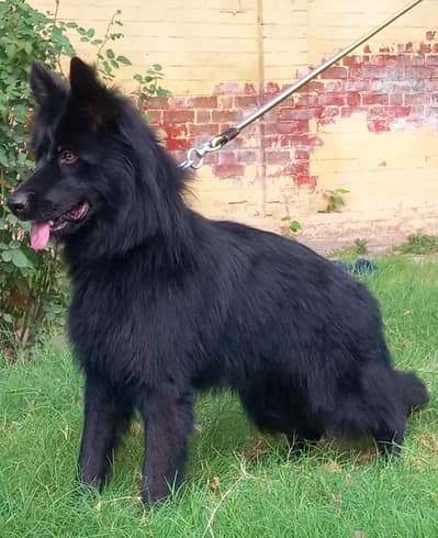 German Shepherd long coat Dog | German Shepherd.  | GSD | Dog For Sale