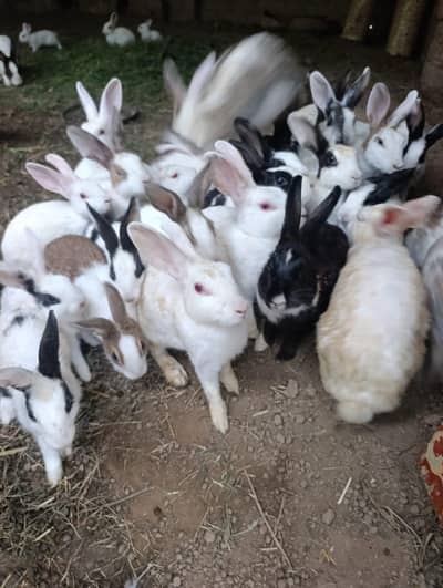 male and female Desi rabbits for sale in minimum price