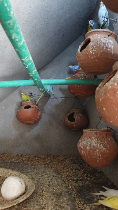 Australian Parrotts