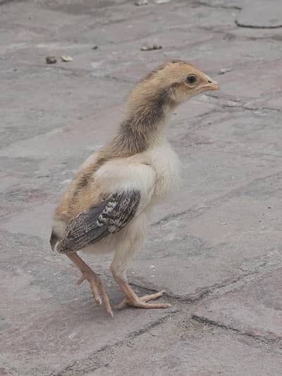 aseel chicks