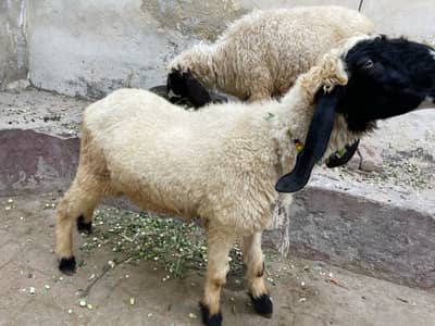 Sheep’s/Dumba for Qurbani Available.