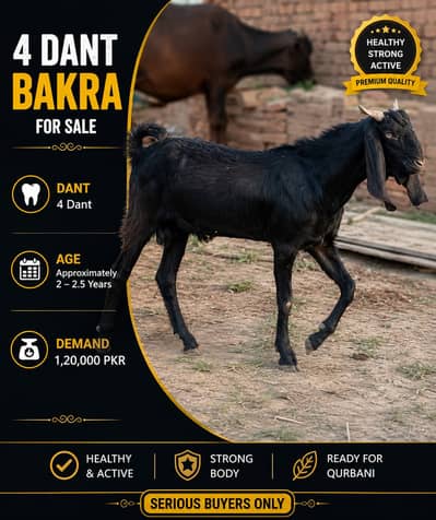 Desi goat | Goat | bakra | sheep | Breader | khasi | bakry | بکرا