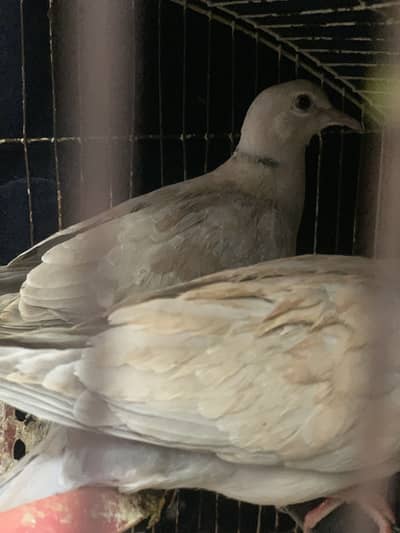 8 kumrey for sale