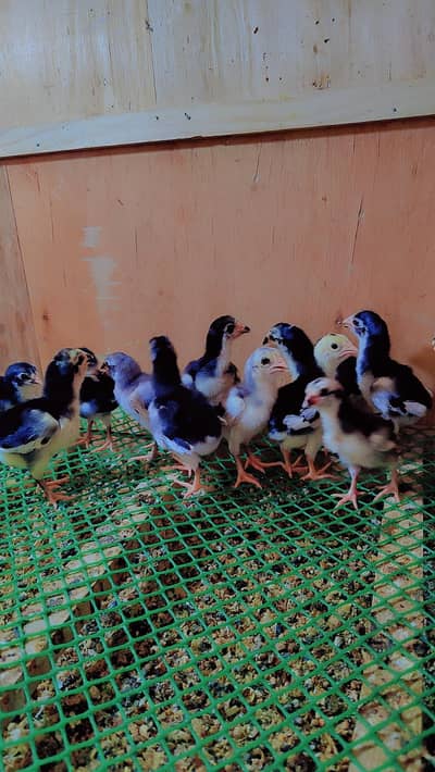thai Aseel chicks