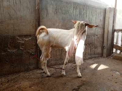 Gulabi males for sell