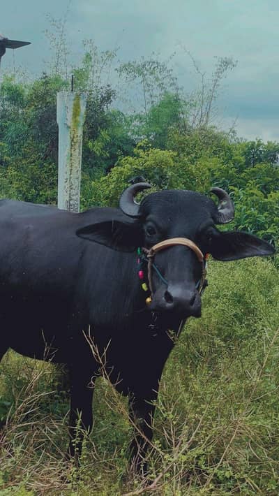 kurbanii buffalo