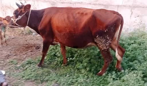 Doodh wali jersey gaya milking cow  blarba gwa