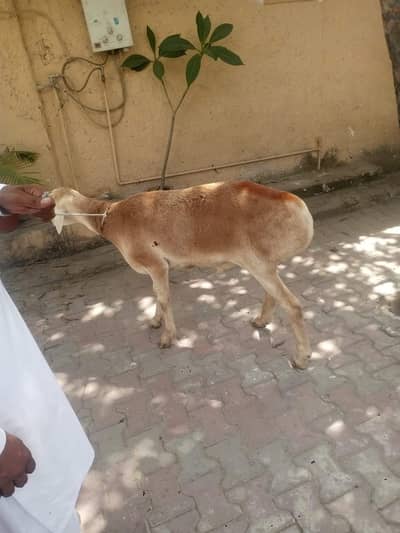 Dunmba for sale