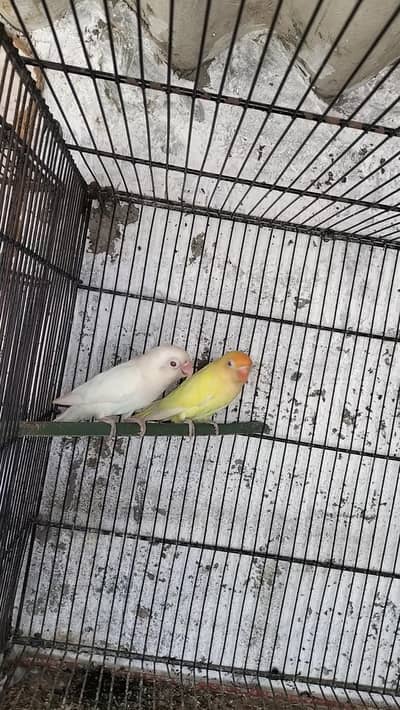 3 Love birds pair with chicks for sale Whatsapp no 03413232265