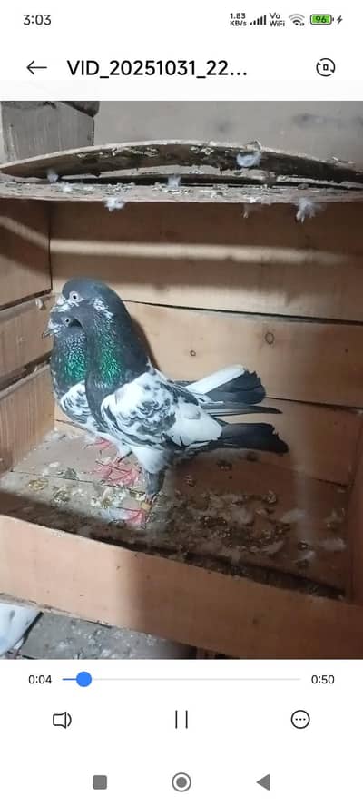 teddy breeder pair