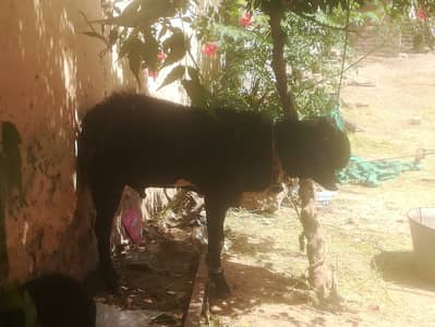 Black goat for sale in Rawalpindi