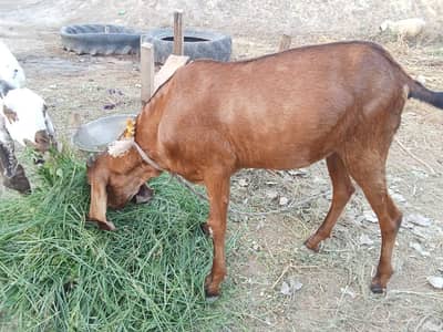 Bakra qurbani kalya donda
