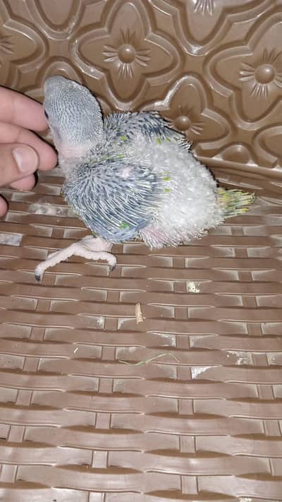 raw paroat male healthy active baby far sale