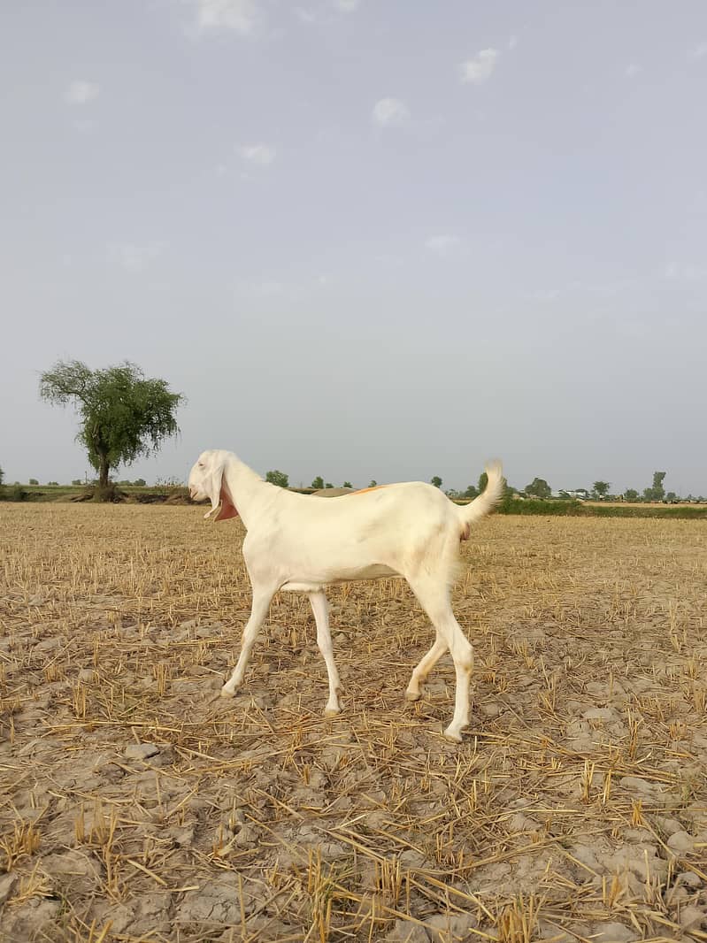 goats 1