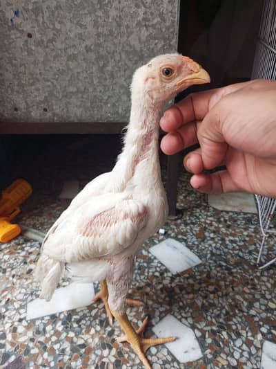 long hight Heera  paper white pure shamoo Chick