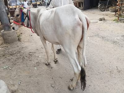 bachiya  available for sell