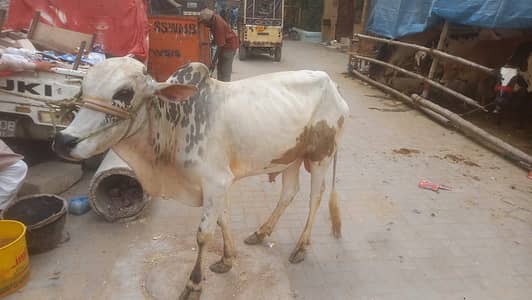 Qurabni janwar