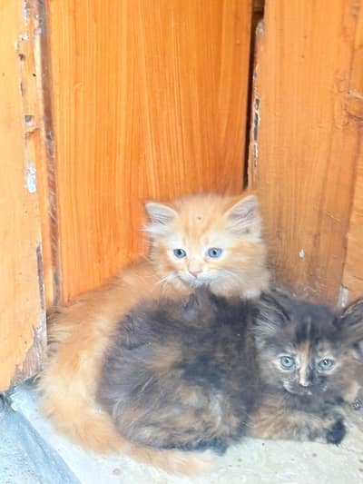 Healthy kitten  white perian