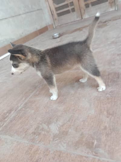 husky for sale
