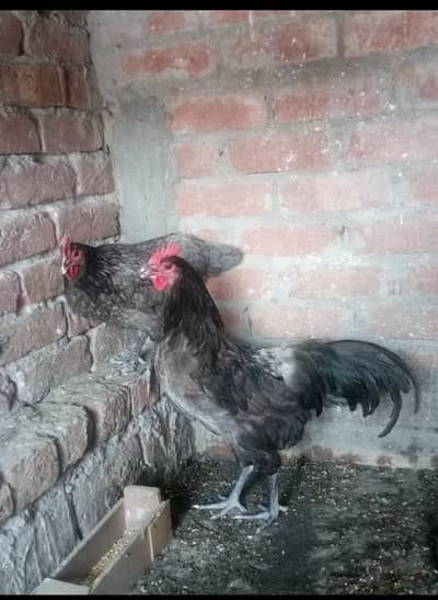 Blue Astralorp Heritage pair For sale 03441403150