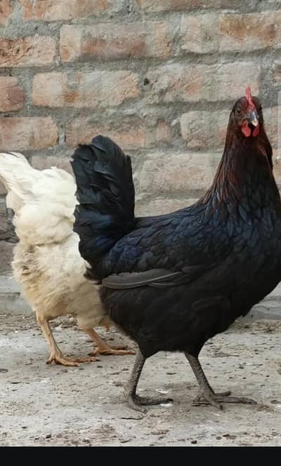 fet fat eggs wali murgiya Whatsapp and call 03067552191
