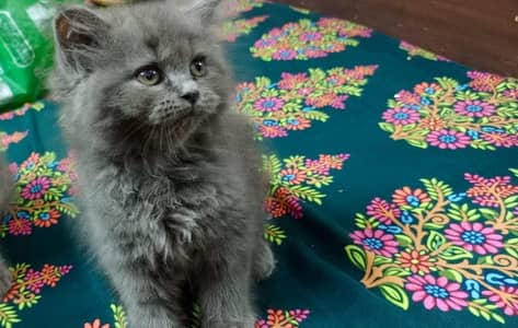 Persian grey and white available,